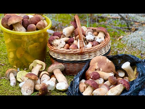 Видео: МИЛЛИОН БЕЛЫХ ГРИБОВ! ГРИБНИКИ ПОПАЛИ В СКАЗКУ!