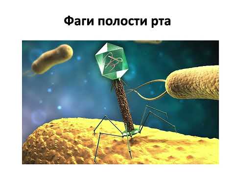 Видео: Открытые лекции. Микробиота полости рта
