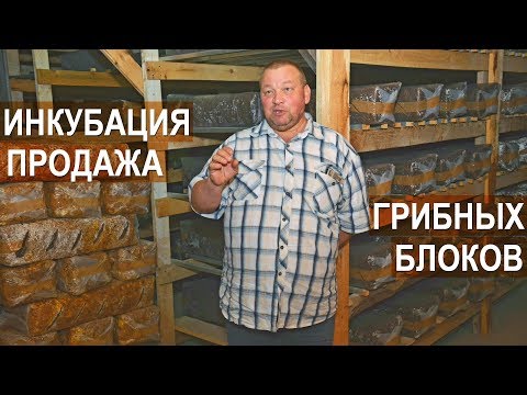 Видео: Подготовка субстрата и инкубациия грибных блоков. Продажа грибных блоков. Фермер Олег Топорков