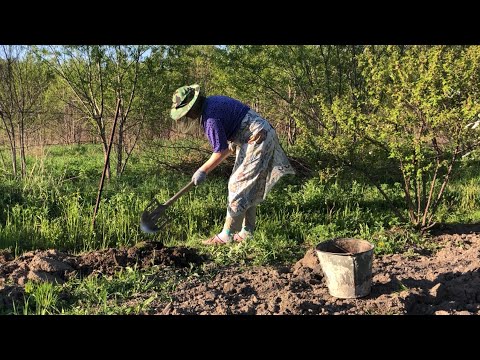 Видео: Одна в деревне/ Петуния на ПМЖ/ Какой грунт использую/