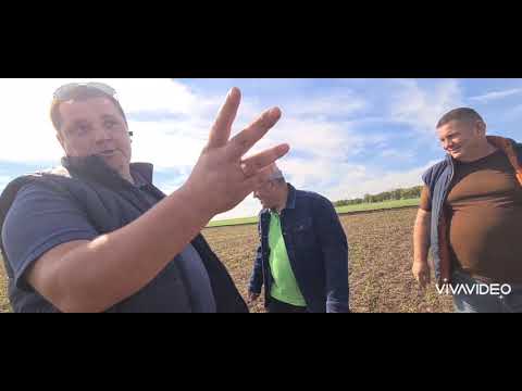 Видео: Обзор полей. Состояние посевов на 15.10.2020. No-till 16.10.2020