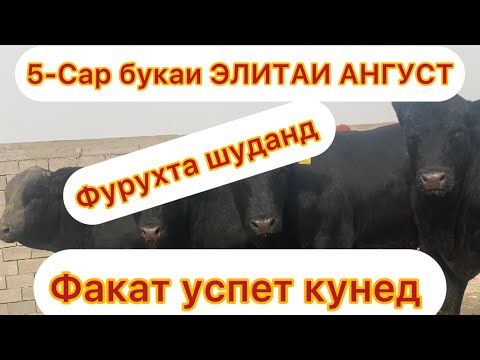 Видео: 😱😱😱 ФУРУХТА ШУД РЕКОРД 🤫⛔️👊
