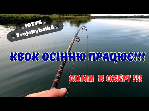 Видео: Осінь!Осінь! Сомів приносить! Осінь не вирок! Рибалка на квок в ставках!