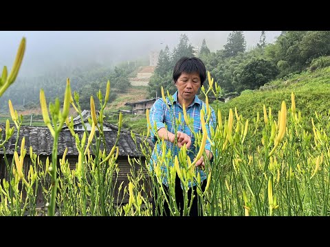 Видео: Цветок золотой иглы Mangpo золотой, высушен в цветах и делает 3 вкусных блюда