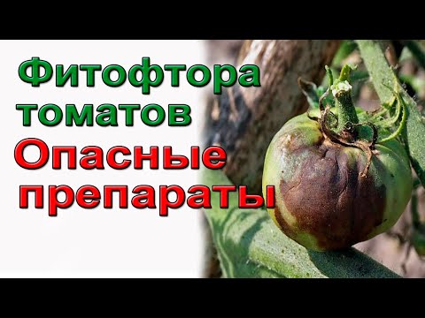 Видео: Фитофтора томатов  Опасные препараты