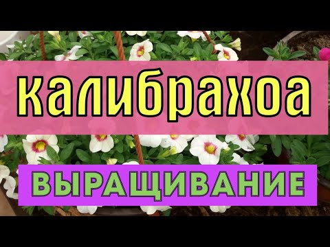 Видео: Черенкуем калибрахоа.  Болезни, вредители, говорим о выращивании.