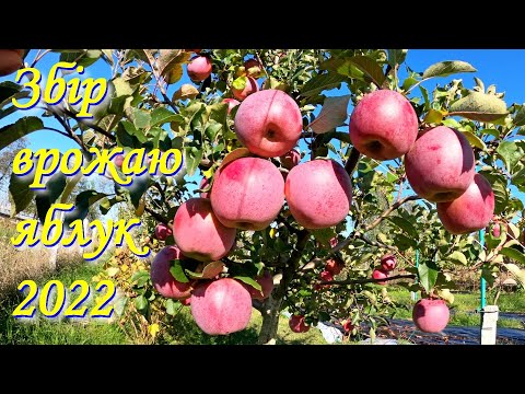 Видео: Збір яблук в молодому саду / Флорина Рубінола Ренет Симиренко та ін