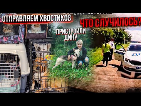 Видео: Персик сбежал. Отправляем хвостиков в Германию, Нас догнали ДПС😳. Как встретили Дину хозяева