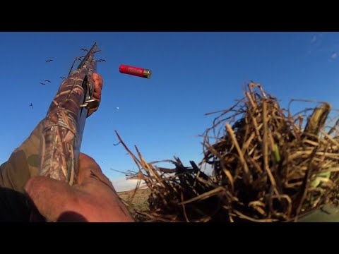 Видео: Охота на гуся 2021 . Лучшая вечерка сезона!!!! МР-155, МР-27. Охота из лежачих скрадков. Беларусь