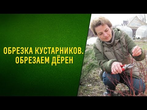 Видео: Обрезка кустарников  Обрезаем дёрен