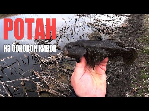 Видео: Ротан . Ловля ротана на удочку с боковым кивком .