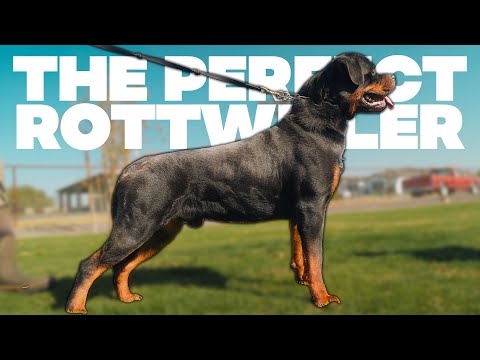 Видео: Как воспитать идеальную собаку