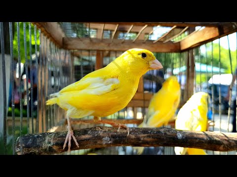 Видео: Ярмарка,Кропоткин- 25.06.23. Обзор птичьего рынка!