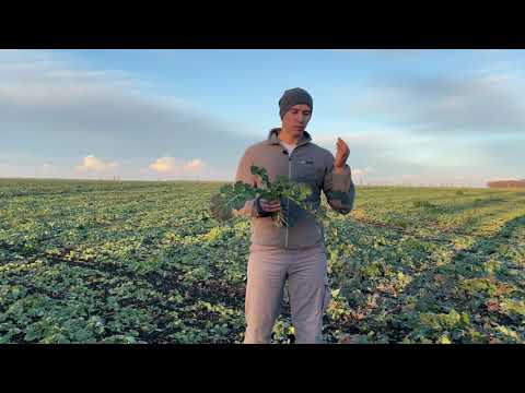 Видео: 24.11.21 Рістрегуляція озимого ріпаку.Стан ріпаку після пересіву// Питання- відповідь.