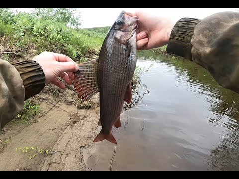 Видео: ХАРИУСЫ КОТОРЫЕ ЛОМАЮТ СПИННИНГ !!! УЕХАЛ В ТУНДРУ В ПОИСКАХ РЫБЫ