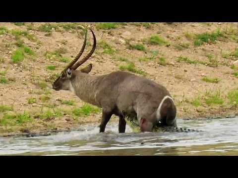 Видео: Это копытное выживает там, где другие сдаются - АФРИКАНСКИЙ ВОДЯНОЙ КОЗЁЛ!