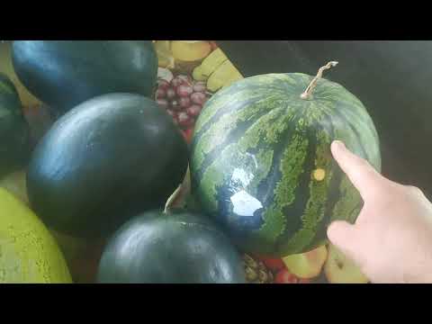 Видео: Выборка арбуза. Арбуз 2023 Беларусь.Открытый грунт. Мирсини, Эль Уафи, Бедуин. и др.