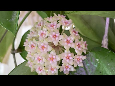 Видео: Мои Хойи 🤗🌸 Всего по чуть чуть: про цветение, укоренение, посадки, полив… 😉🪷