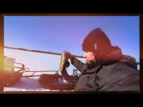 Видео: Я НЕ ЗНАЮ КУДА ТЕПЕРЬ ДЕВАТЬ РЫБУ. РЫБАЛКА НА ЗАКИДУШКИ.