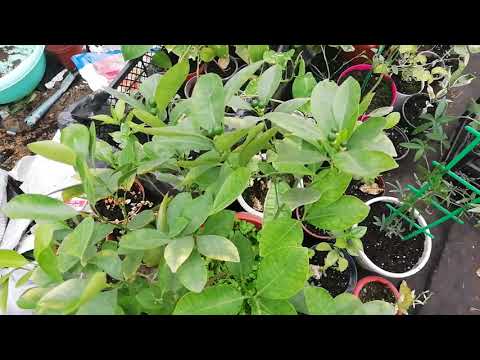 Видео: Почему не плодоносит кумкват и каламандин....