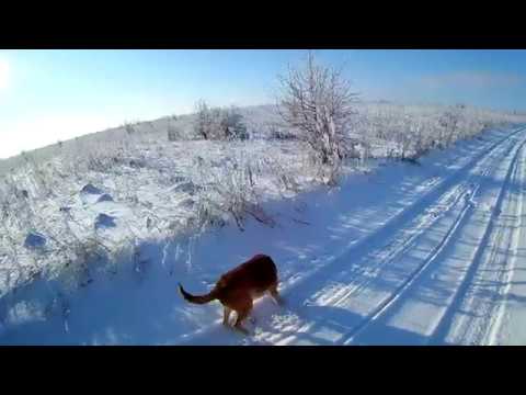 Видео: Возвращение блудного зайца! Охота с гончими на лису!
