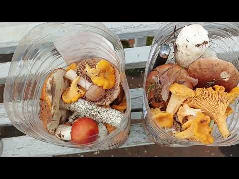 Видео: Грибы на востоке Подмосковья. Август 2025