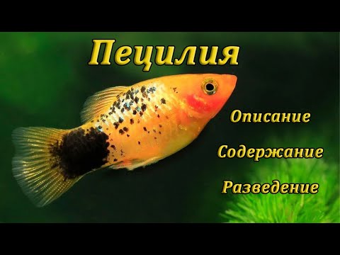 Видео: Пецилии - описание, виды, уход, размножение