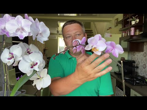 Видео: ЦВЕТОНОС ОРХИДЕИ быстро зацвёл после пересадки в ЭТОТ грунт для орхидей
