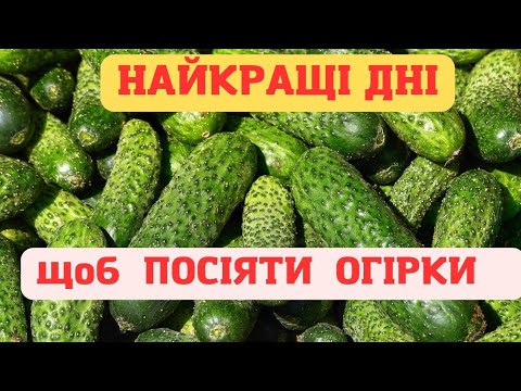 Видео: СІЮ ЦЕЙ СОРТ🥒 НЕ ВСТИГАЮ ВИБИРАТИ ОГІРКИ.🥒