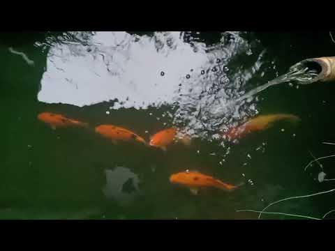 Видео: Расслабляющий звук воды в пруду с рыбами 