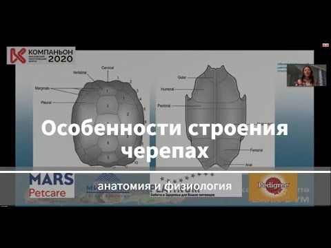 Видео: Особенности строения черепах