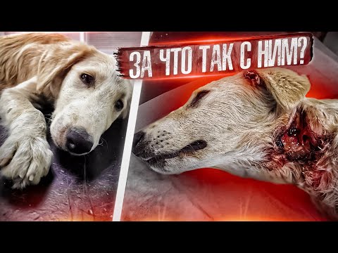 Видео: У бездомного щенка обнаружили глубокую, рванную рану на шее. Что с ним случилось? Оказываем помощь!