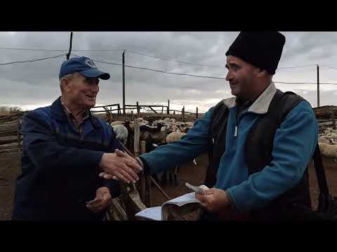 Видео: ПУ ТЛ с Казаклия #KasımGagauziada