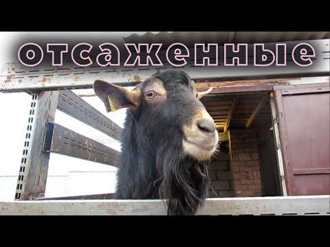 Видео: Отсадил козлов. Содержание козла в хозяйстве.