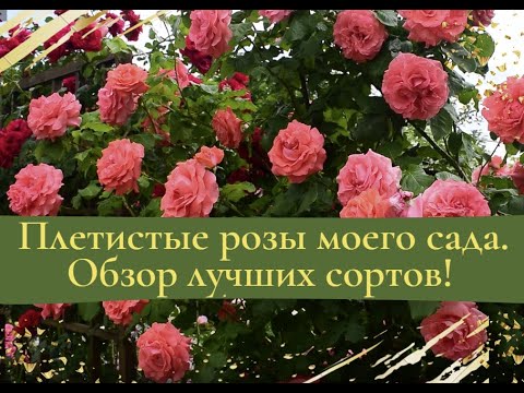 Видео: Плетистые розы моего сада.  Обзор лучших сортов!