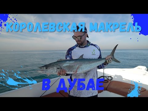 Видео: Ловля Королевской Макрели в Дубае