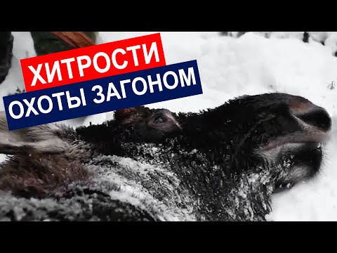 Видео: Охота на лося загоном. Удачное открытие сезона!