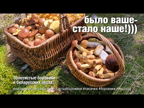 Видео: БЫЛО ВАШЕ  - СТАЛО НАШЕ! Золотистые боровики в беларуских лесах!