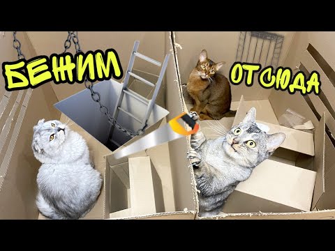 Видео: ПОБЕГ ИЗ КАРТОННОЙ ТЮРЬМЫ! Смогут ли коты выбраться?