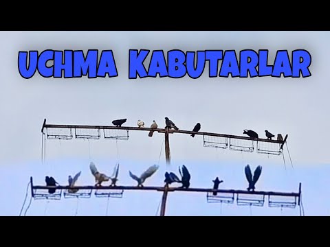 Видео: UCHMA KABUTARLAR QORA ZOG' ANDIJON PARODA SIZAK fly pigeons летает голуби учма кабутарлар