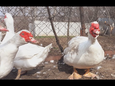 Видео: Живой вес мускусный селезень немецкой тяжёлой линии 1,5года