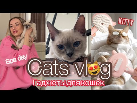 Видео: ТАЙСКИЙ КОТ BLUE POINT😻/ПОЛЕЗНЫЕ ГАДЖЕТЫ ДЛЯ КОШЕК🐈