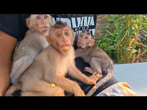 Видео: ОБЕЗЬЯНА ДЖЕННИ ДЕЙСТВИТЕЛЬНО ОЧЕНЬ ОПАСНА, ЕСЛИ ЕЕ ВЫПУСТИТЬ ВО ВРЕМЯ ИГРЫ