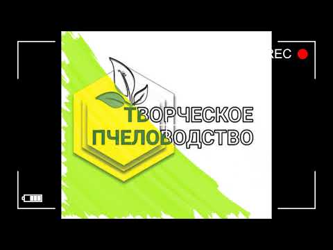 Видео: Назема-церана и осенние слеты семей.
