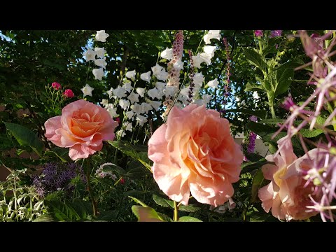 Видео: 01.06.2024 Сад на Большом Фонтане. Колокольчики, пионы, розы Августа Луиза, Блю Гёрл, Чиппендейл