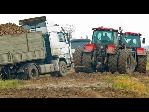 Видео: [Погрузка и вывоз свеклы] ROPA Euro Maus 3 | 2X БЕЛАРУС 3022, 3522 CAT | John Deere 8430 и др.