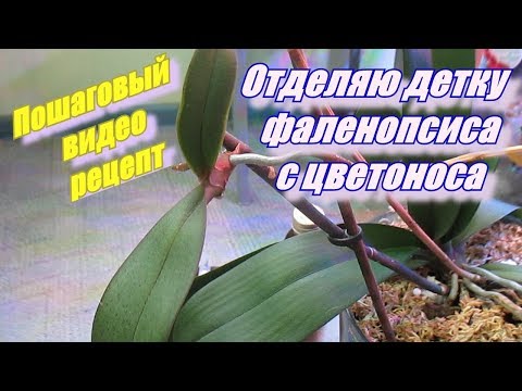 Видео: Как отделить детку орхидеи с цветоноса.