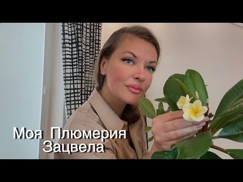 Видео: Растение моей мечты зацвело!🌼🍃