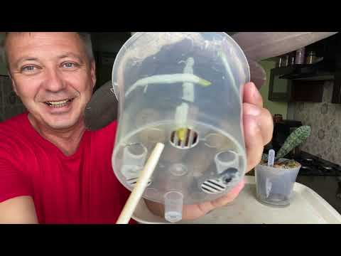 Видео: ОРХИДЕИ ИДУТ в ОСЕННИЙ РОСТ после пересадок и ЭНЕРГЕТИКА