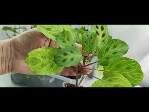 Видео: Закрытие сезона! Излишки растений на 09.11.24г 🌸🌿☘️🌺#комнатныерастения #растения #цветы